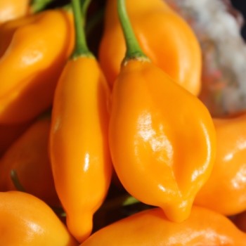 Chili Aji Mandarin (Schärfe 4) (Samen)