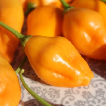 Chili Aji Mandarin (Schärfe 4) (Samen)