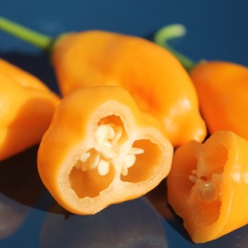Chili Aji Mandarin (Schärfe 4) (Samen)