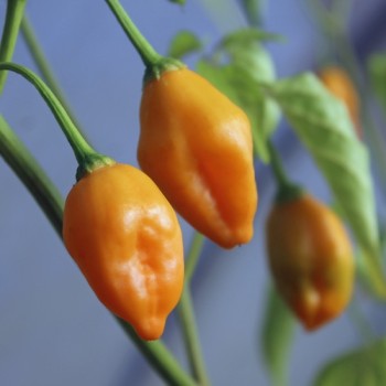 Chili Aji Mandarin (Schärfe 4) (Samen)