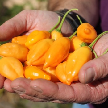 Chili Aji Mandarin (Schärfe 4) (Samen)