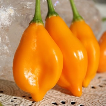 Chili Aji Mandarin (Schärfe 4) (Samen)