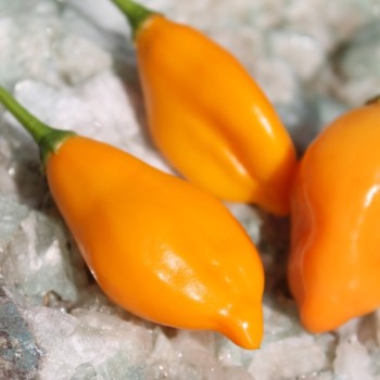 Chili Aji Mandarin (Schärfe 4) (Samen)