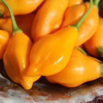 Chili Aji Mandarin (Schärfe 4) (Samen)