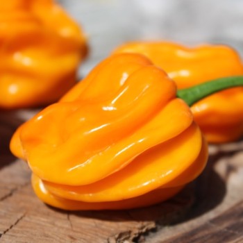 Chili Aji Margariteno (Schärfe 1) (Samen)