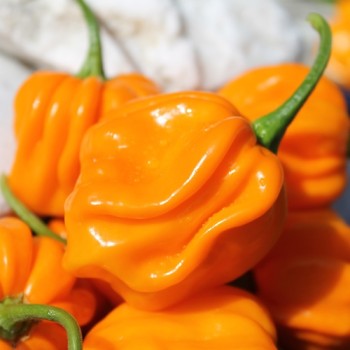 Chili Aji Margariteno (Schärfe 1) (Samen)
