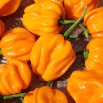 Chili Aji Margariteno (Schärfe 1) (Samen)