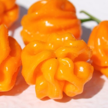 Chili Aji Margariteno (Schärfe 1) (Samen)
