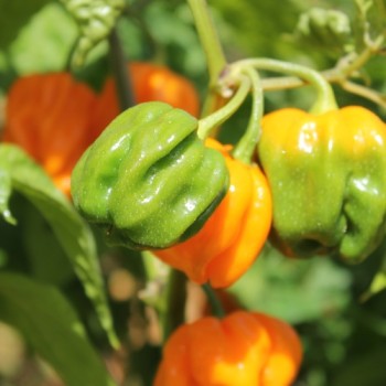 Chili Aji Margariteno (Schärfe 1) (Samen)