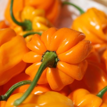 Chili Aji Margariteno (Schärfe 1) (Samen)