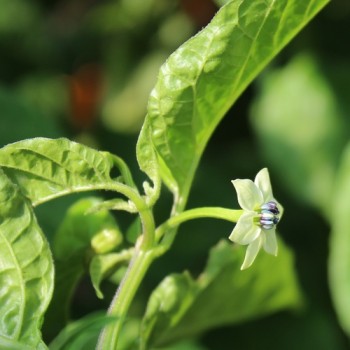 Chili Aji Margariteno (Schärfe 1) (Samen)