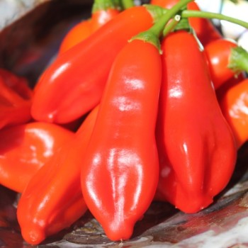 Chili Aji Penec (Schärfe 4) (Samen)