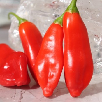 Chili Aji Penec (Schärfe 4) (Samen)