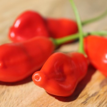 Chili Aji Penec (Schärfe 4) (Samen)