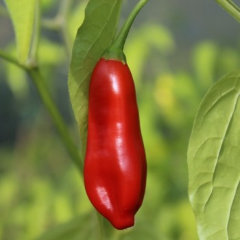 Chili Aji Penec (Schärfe 4) (Samen)