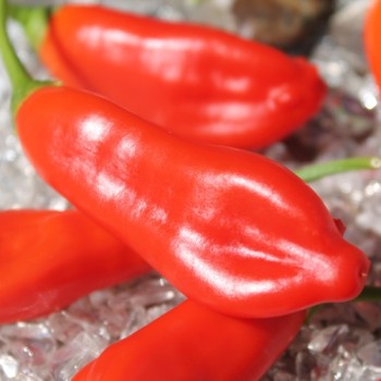 Chili Aji Penec (Schärfe 4) (Samen)
