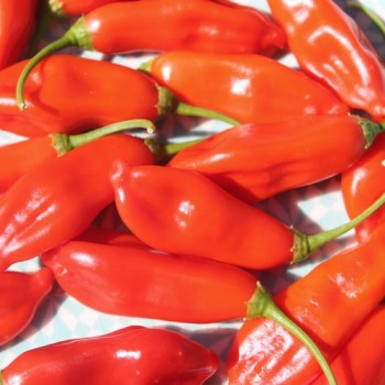 Chili Aji Penec (Schärfe 4) (Samen)