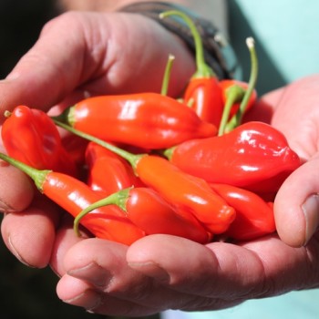 Chili Aji Penec (Schärfe 4) (Samen)