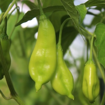 Chili Aji Penec (Schärfe 4) (Samen)