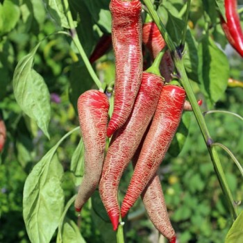 Chili Albanian Red Hot (Schärfe 2) (Samen)