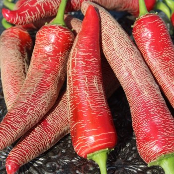 Chili Albanian Red Hot (Schärfe 2) (Samen)