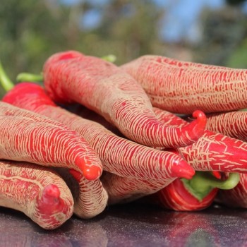 Chili Albanian Red Hot (Schärfe 2) (Samen)