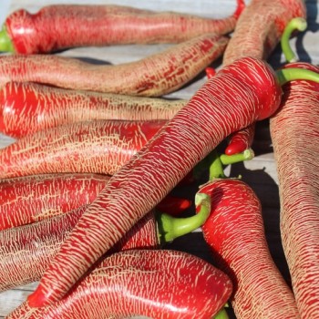 Chili Albanian Red Hot (Schärfe 2) (Samen)