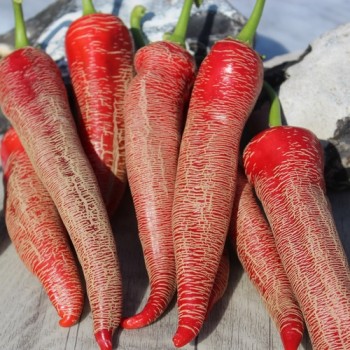 Chili Albanian Red Hot (Schärfe 2) (Samen)