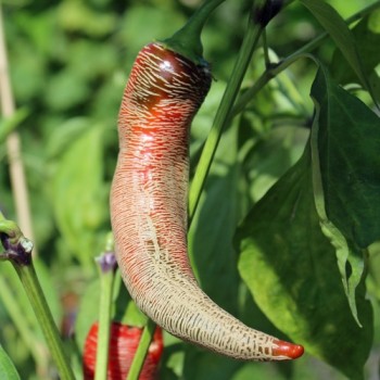Chili Albanian Red Hot (Schärfe 2) (Samen)