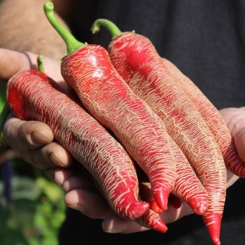 Chili Albanian Red Hot (Schärfe 2) (Samen)