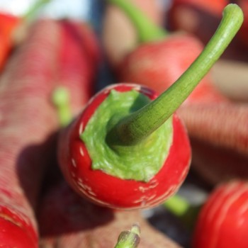 Chili Albanian Red Hot (Schärfe 2) (Samen)