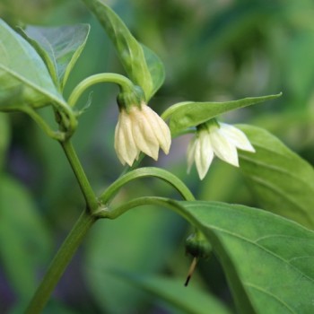 Gemüsechili Ancho Mulato (Schärfe 0) (Samen)