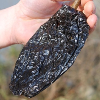 Gemüsechili Ancho Mulato (Schärfe 0) (Samen)