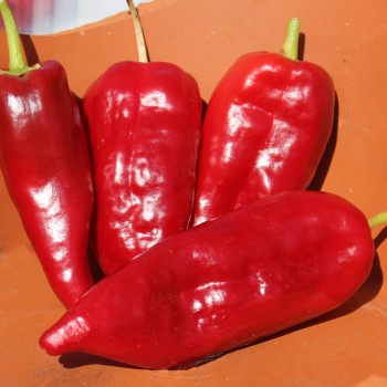 Gemüsechili Ancho Poblano (Schärfe 1) (Samen)