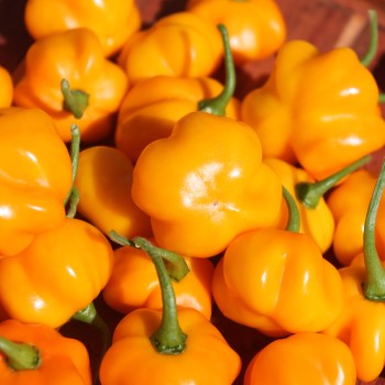 Chili Aucaja Amarilla (Schärfe 2) (Samen)