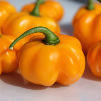 Chili Aucaja Amarilla (Schärfe 2) (Samen)