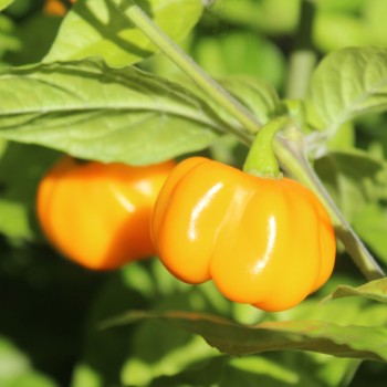Chili Aucaja Amarilla (Schärfe 2) (Samen)