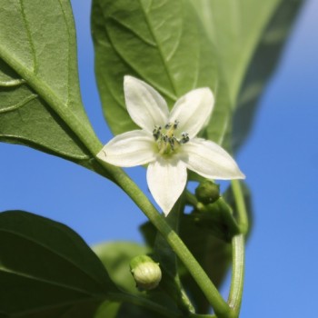 Chili Balik (Erdinc Strain) (Schärfe 3) (Samen)