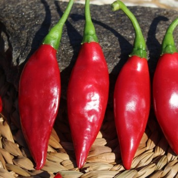 Chili Balik (Erdinc Strain) (Schärfe 3) (Samen)