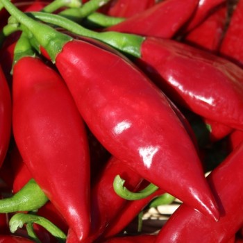 Chili Balik (Erdinc Strain) (Schärfe 3) (Samen)