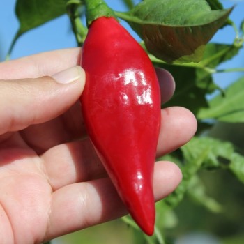 Chili Balik (Erdinc Strain) (Schärfe 3) (Samen)