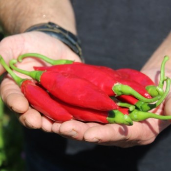Chili Balik (Erdinc Strain) (Schärfe 3) (Samen)