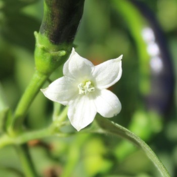 Chili Bird's Eye (Schärfe 9) (Samen)