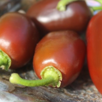 Chili Brown Egg (Schärfe 4) (Samen)
