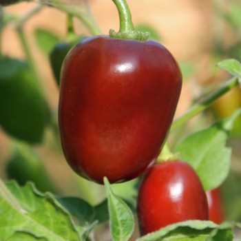 Chili Brown Egg (Schärfe 4) (Samen)