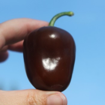 Chili Brown Egg (Schärfe 4) (Samen)