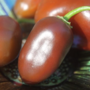 Chili Brown Egg (Schärfe 4) (Samen)