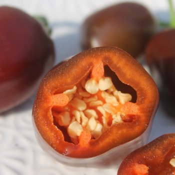 Chili Brown Egg (Schärfe 4) (Samen)