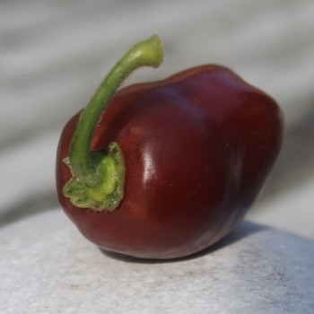 Chili Brown Egg (Schärfe 4) (Samen)