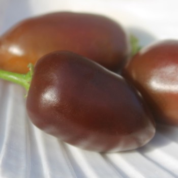 Chili Brown Egg (Schärfe 4) (Samen)